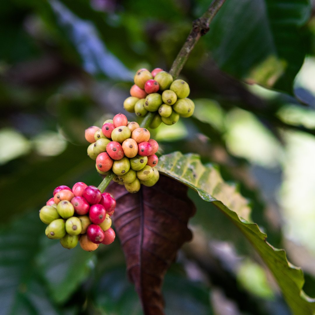 Coffee Bean’s Journey: From Farm to Flavorful Cup - Xero Coffee