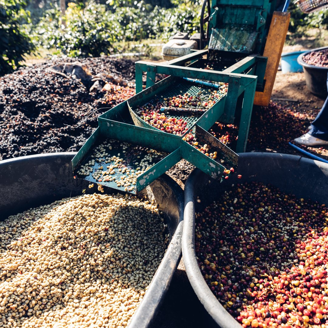 In Your Cup and Beyond: The Ripple Effect of Choosing Ethical Coffee - Xero Coffee